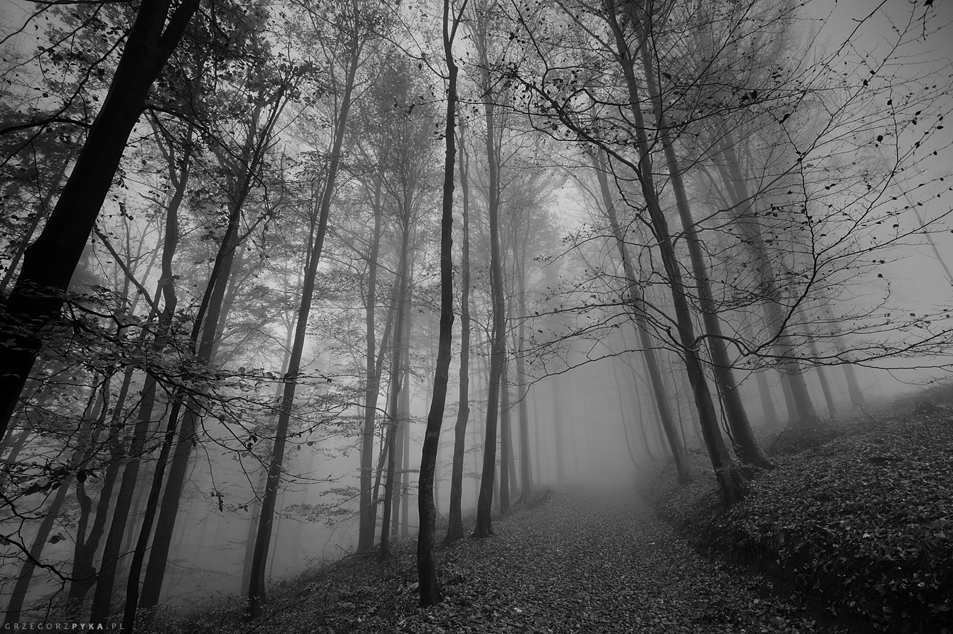 Leśna droga zdjęcie, zdjęcie mrocznego lasu