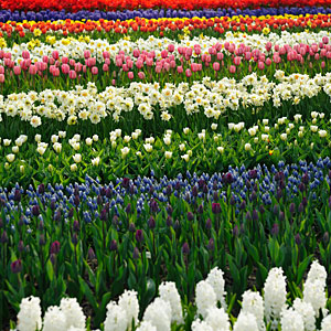 Zdjęcie tulipanów, tulipany zdjęcie, fotografie tulipanów