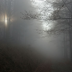 Zdjęcie jesiennych promieni słońca, mgła w lesie fotografia