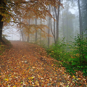 Jesienne zdjęcie, zdjęcie jesieni, fotografia jesienna, jesienny las