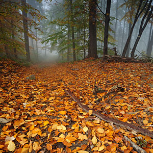 Jesienne zdjęcie, zdjęcie jesieni, fotografia jesienna, jesienny las