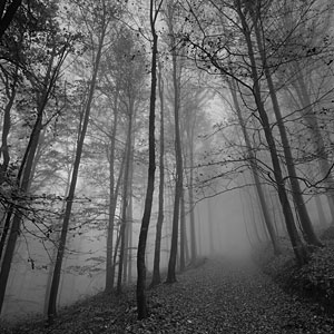 Leśna droga zdjęcie, zdjęcie mrocznego lasu