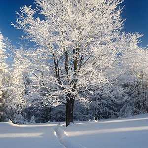 Zdjęcie zimowe, zima w Beskidach, oszronione drzewo zdjęcie