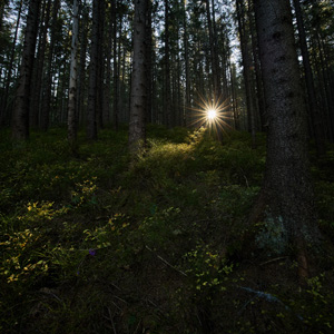 Babia Góra, Markowe Szczawiny, Zdjęcie lasu, Słońce w lesie