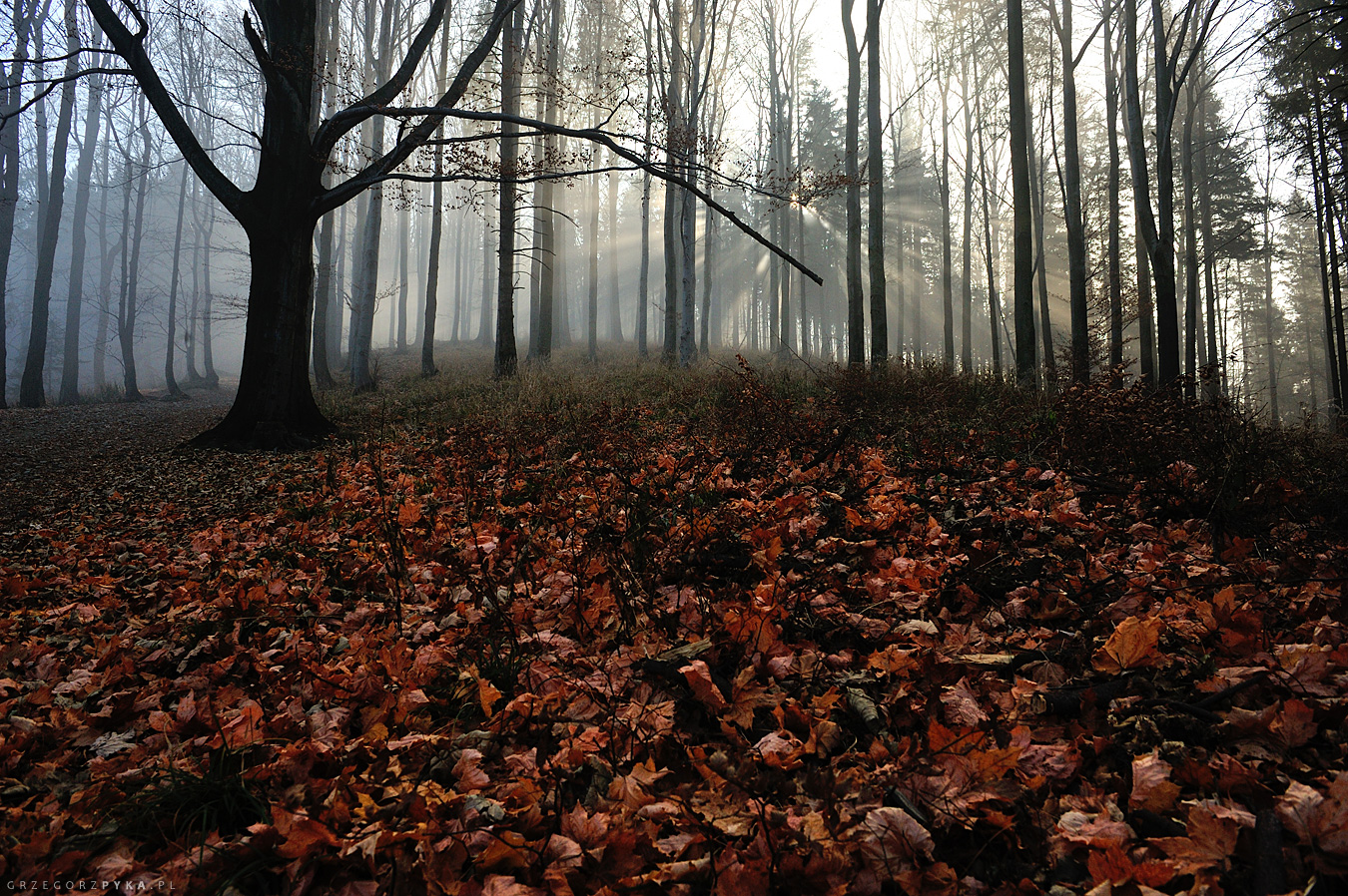 Zdjęcie jesiennych promieni słońca, mgła w lesie fotografia