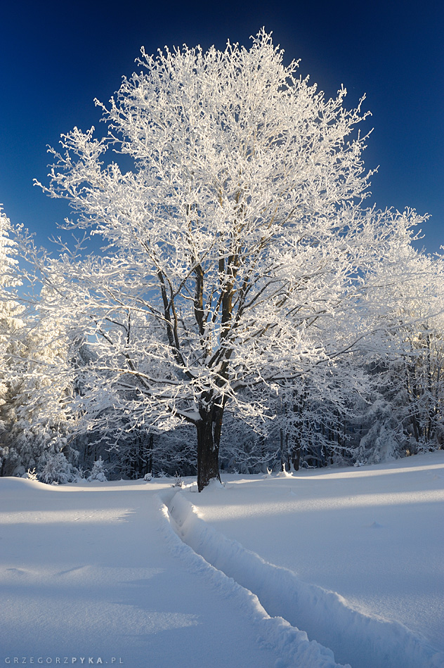 Zdjęcie zimowe, zima w Beskidach, oszronione drzewo zdjęcie