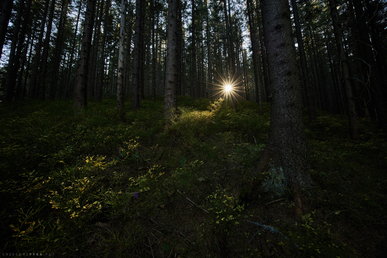 Babia Góra, Markowe Szczawiny, Zdjęcie lasu, Słońce w lesie